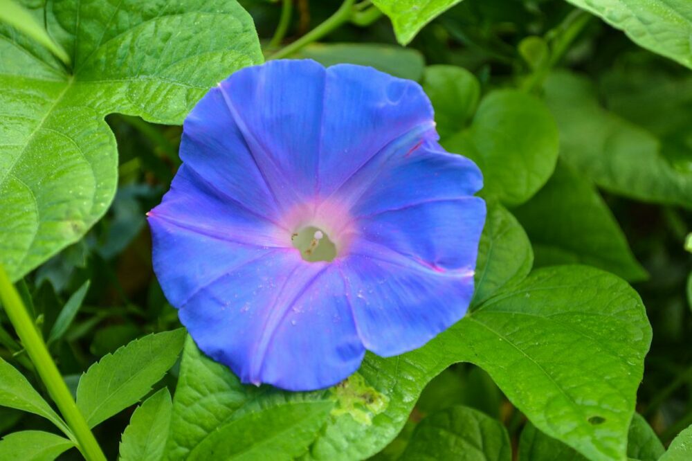 Ipomoea nil